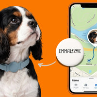 Hunde GPS Tracker Abofrei – Ortung ohne Abo & monatliche Kosten